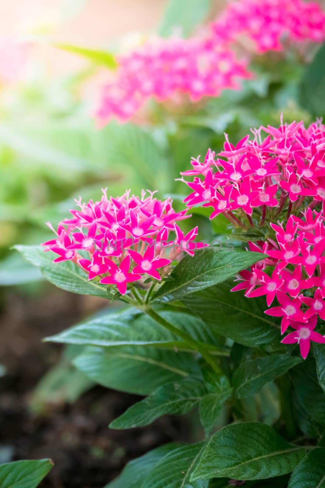 The background image of the colorful flowers, background nature