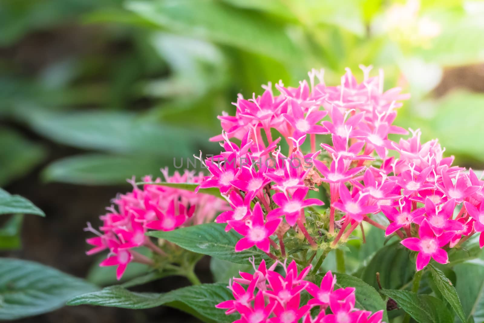 The background image of the colorful flowers, background nature