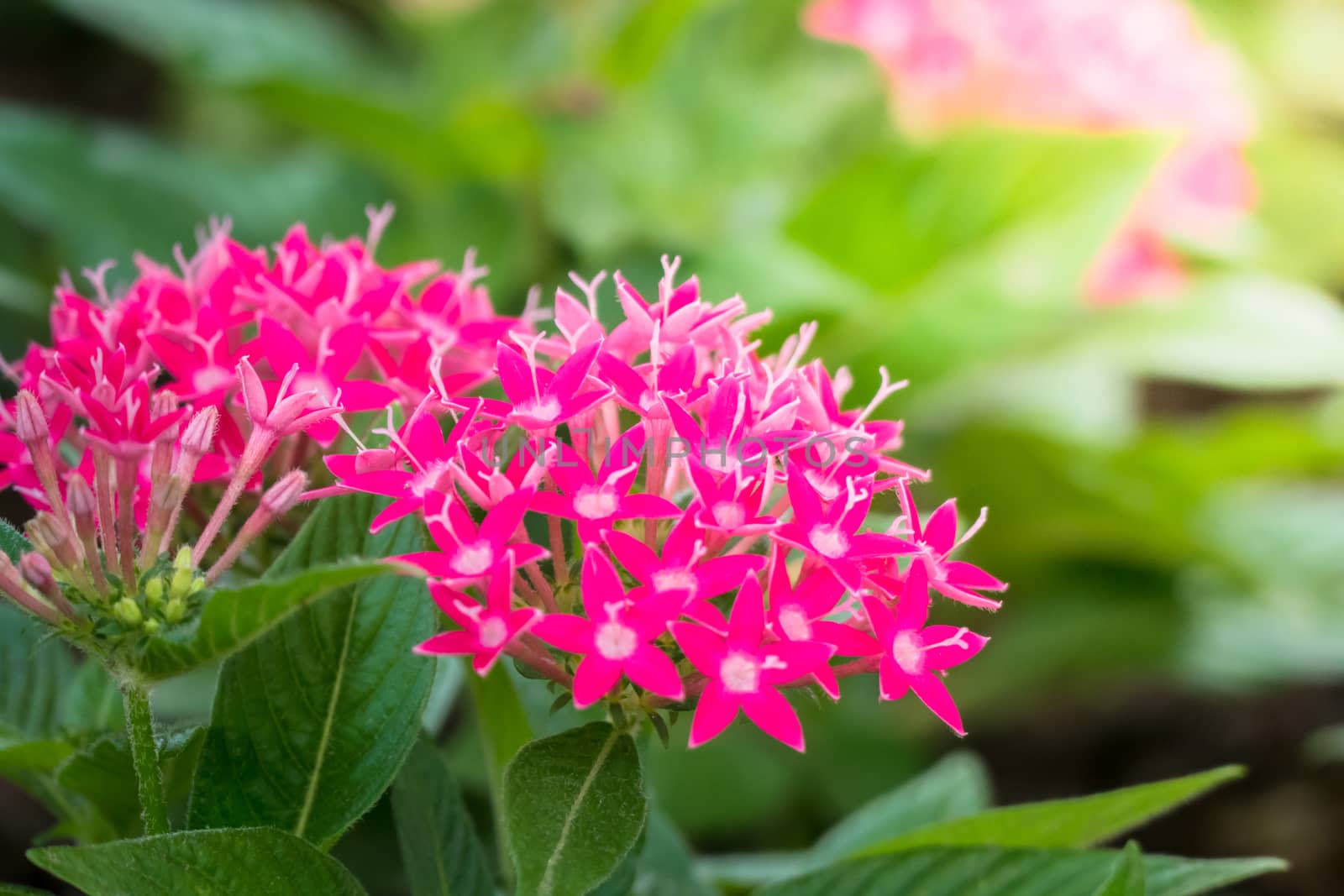 The background image of the colorful flowers by teerawit