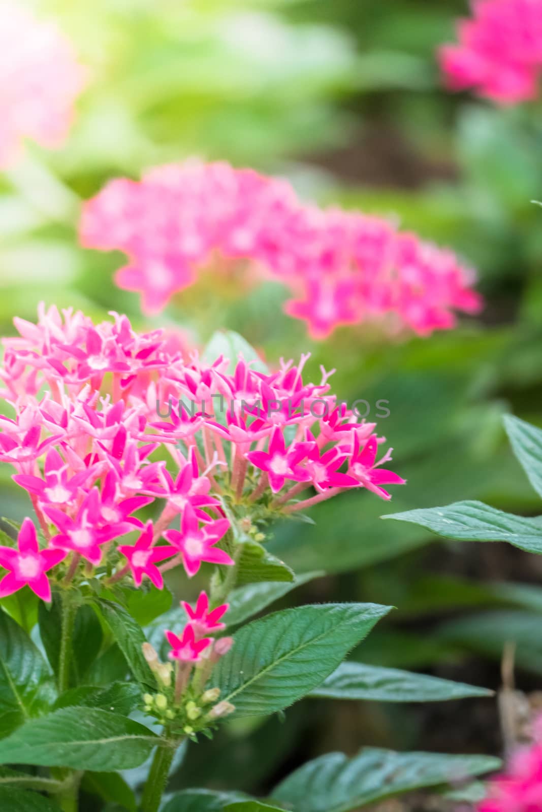 The background image of the colorful flowers, background nature