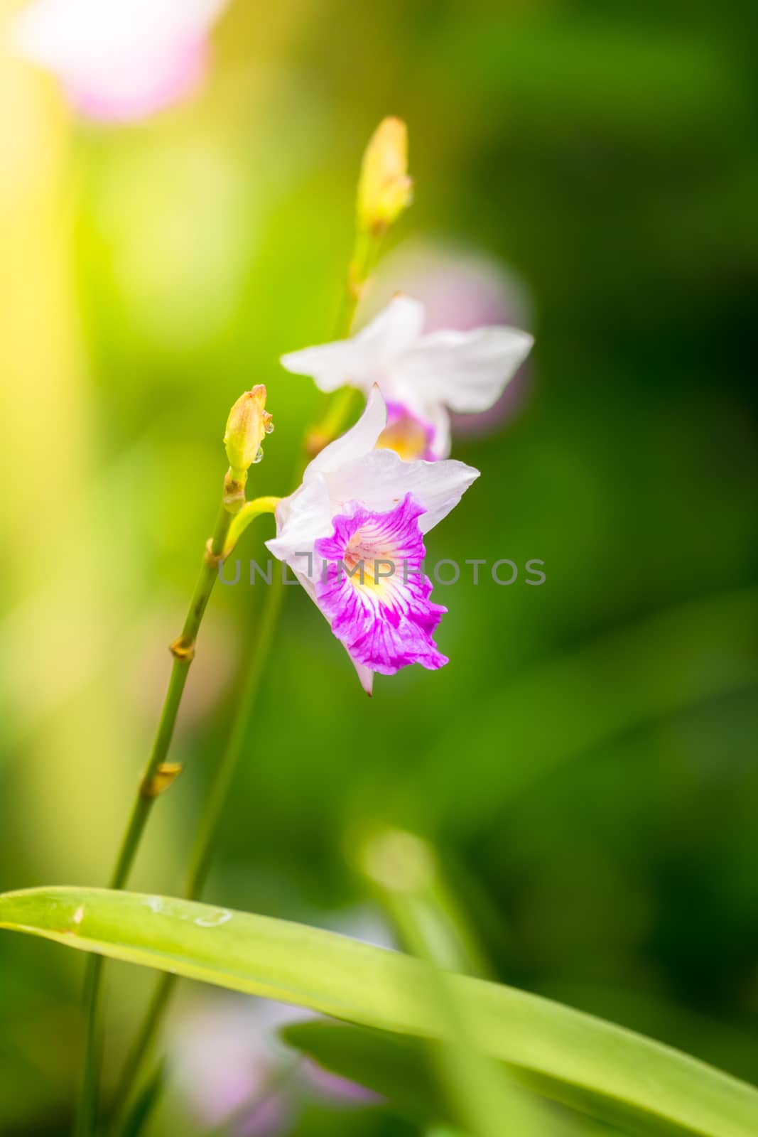 The background image of the colorful flowers by teerawit