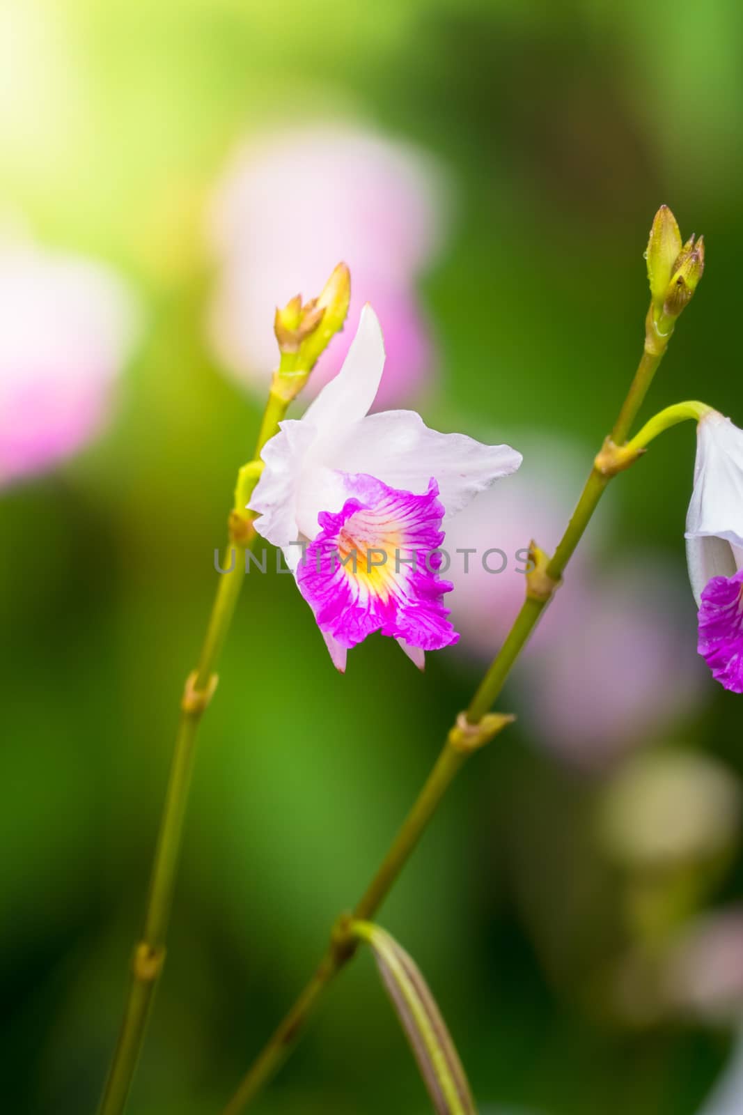 The background image of the colorful flowers by teerawit