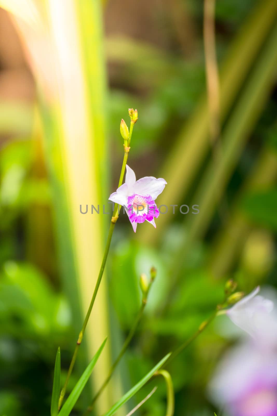 The background image of the colorful flowers, background nature