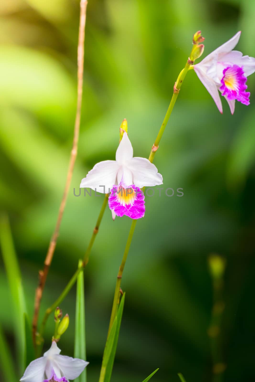 The background image of the colorful flowers by teerawit