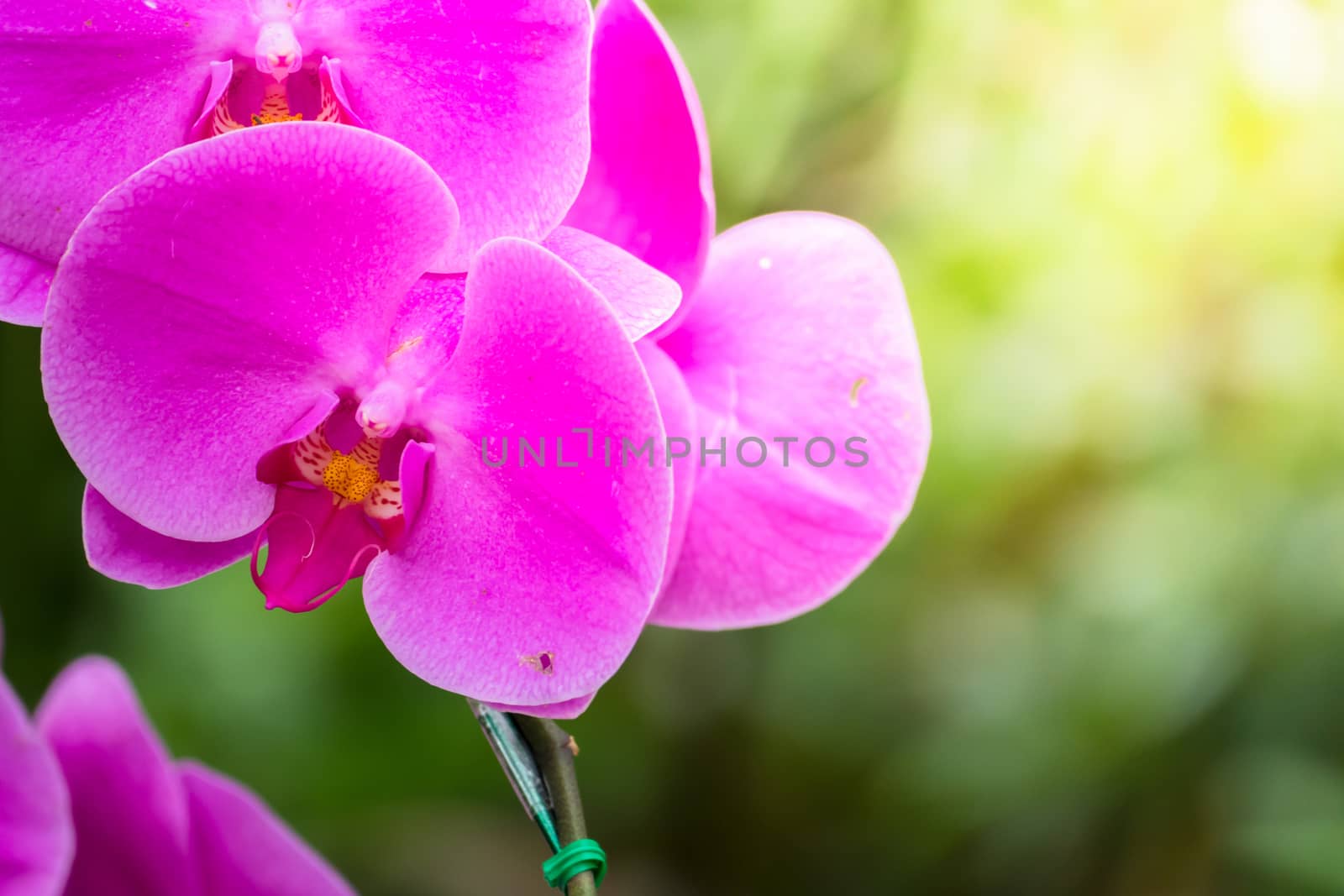 The background image of the colorful flowers by teerawit