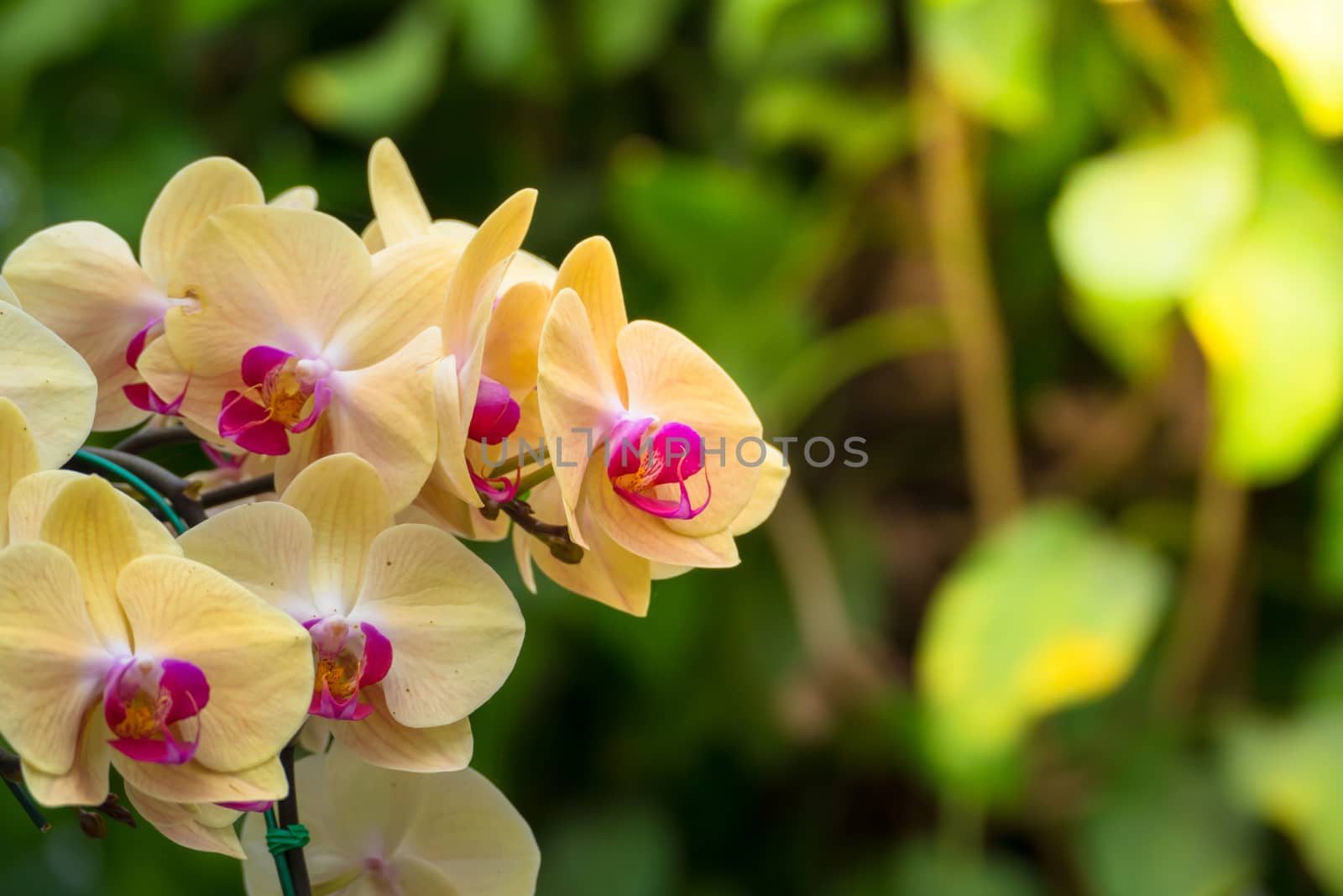 The background image of the colorful flowers by teerawit