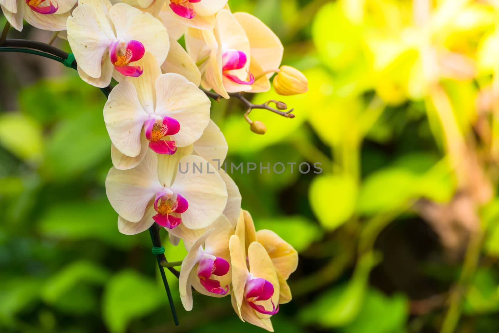 The background image of the colorful flowers, background nature