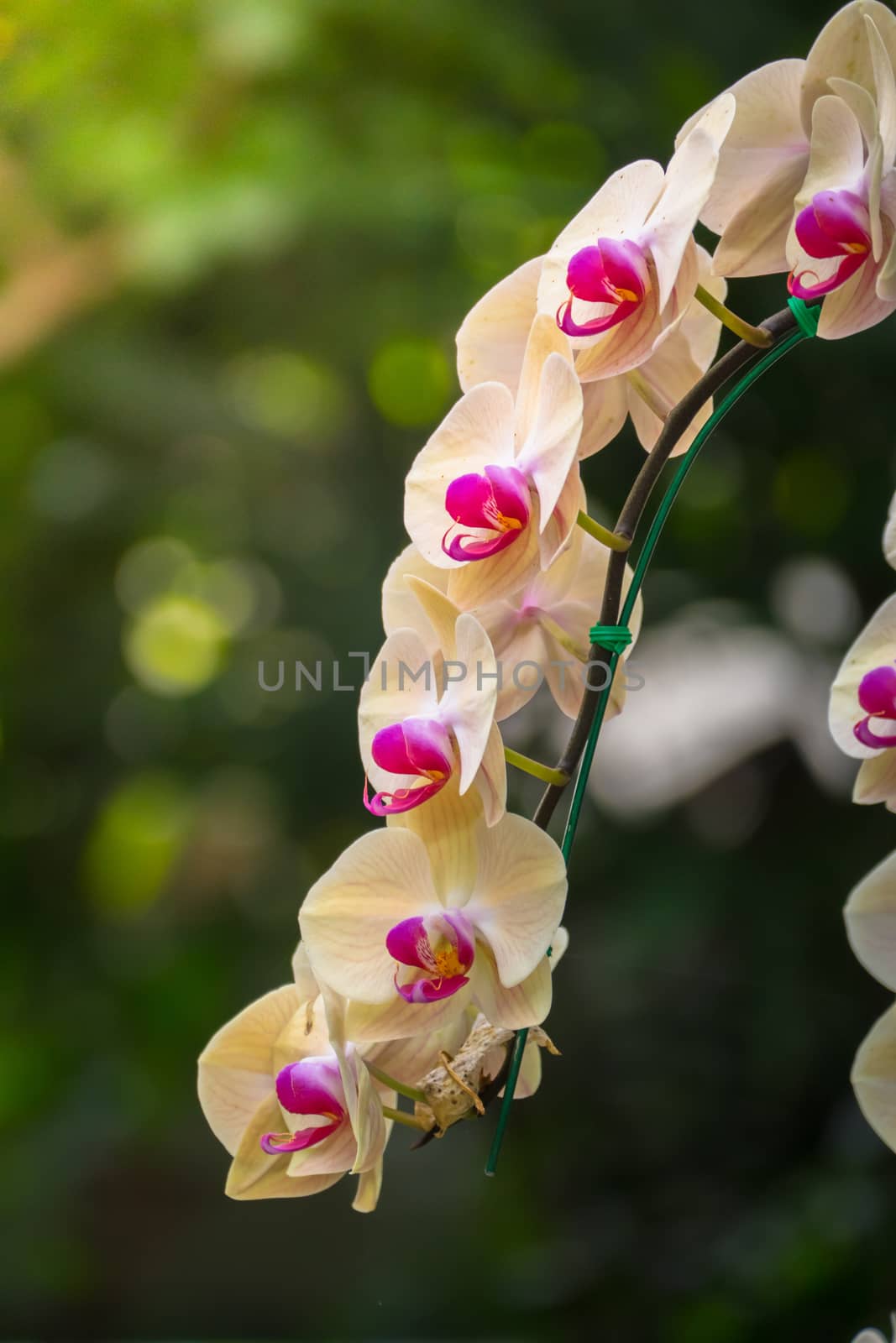 The background image of the colorful flowers by teerawit