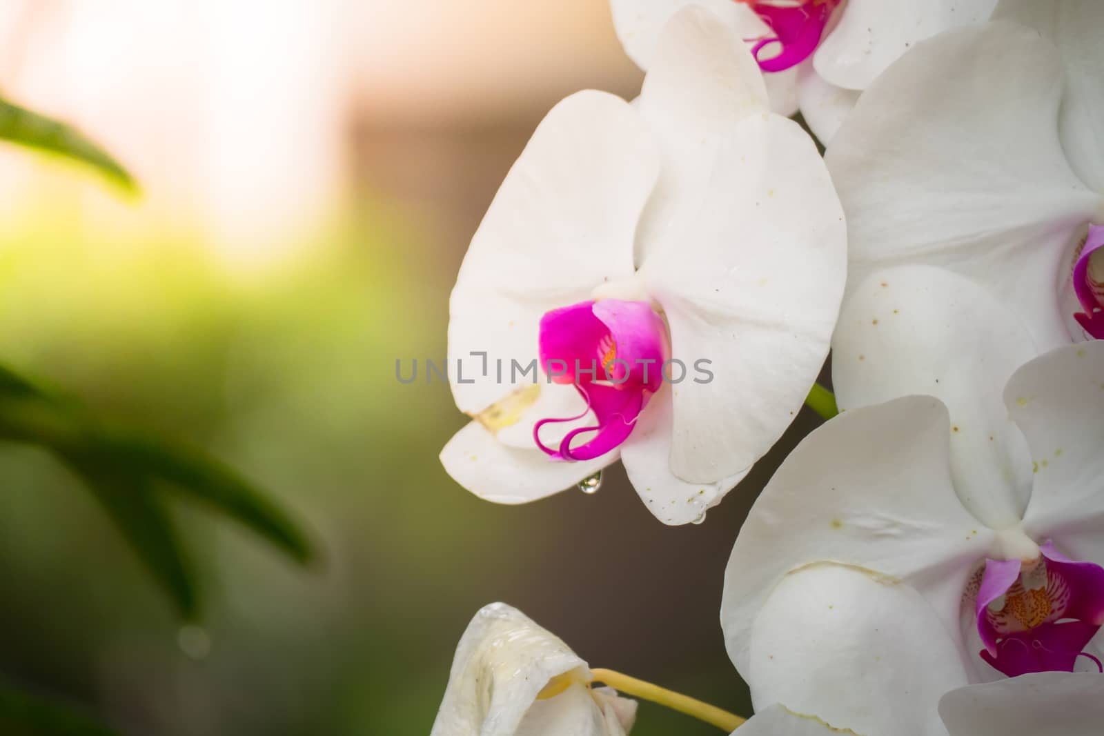 The background image of the colorful flowers by teerawit