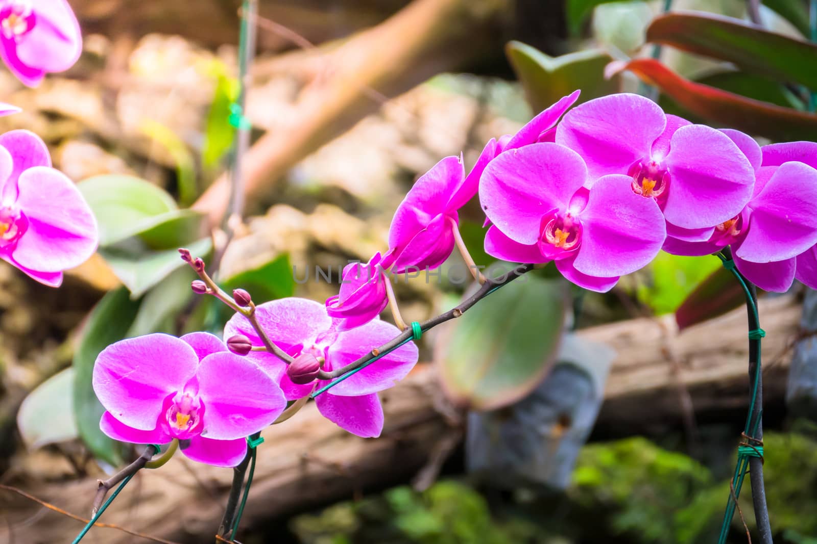 The background image of the colorful flowers by teerawit