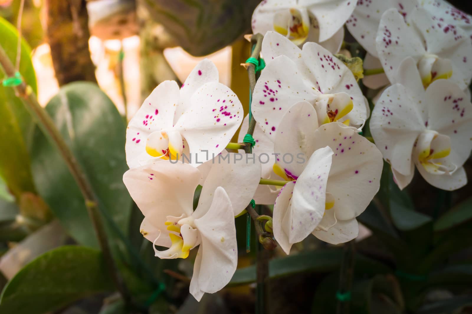 The background image of the colorful flowers, background nature