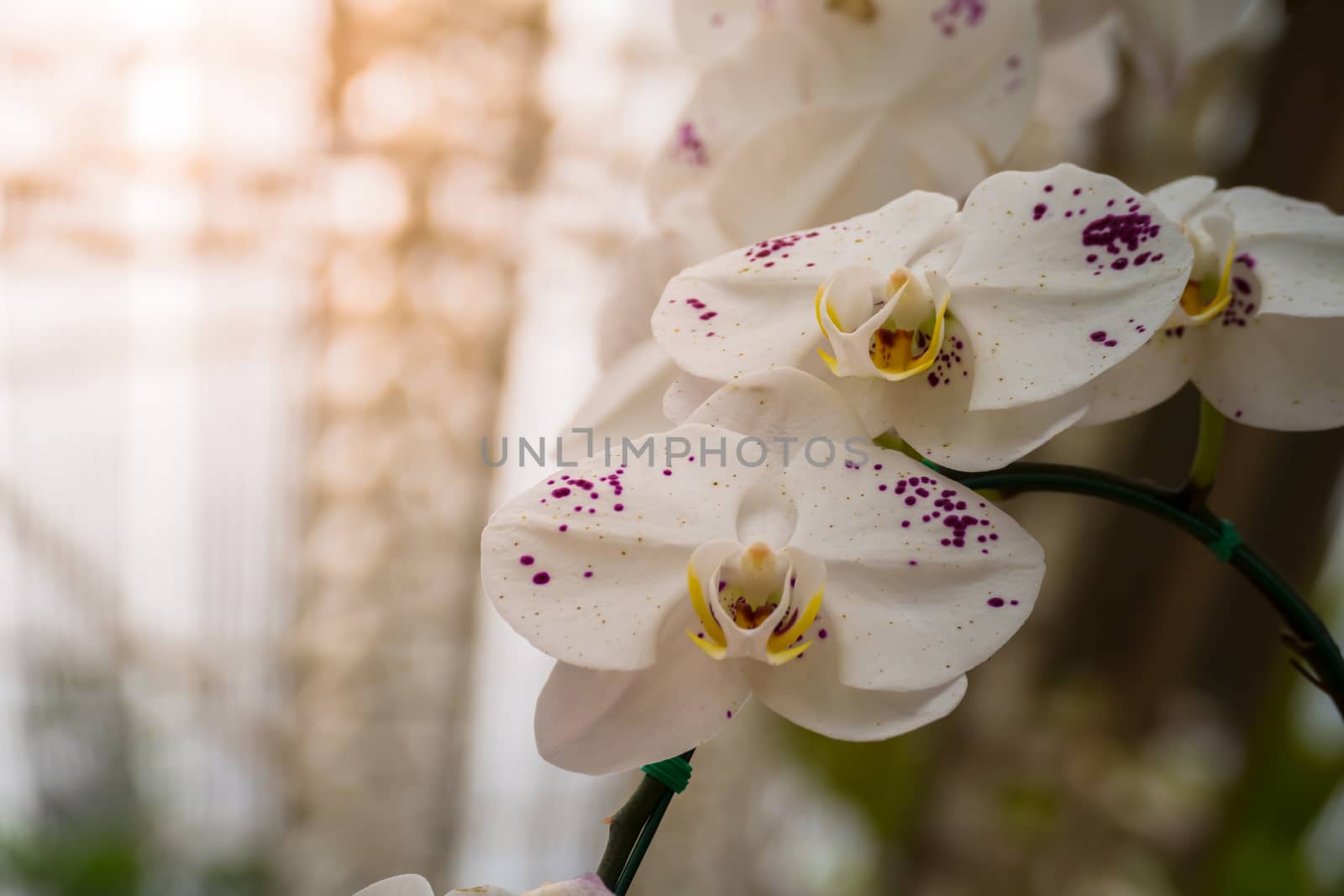 The background image of the colorful flowers by teerawit