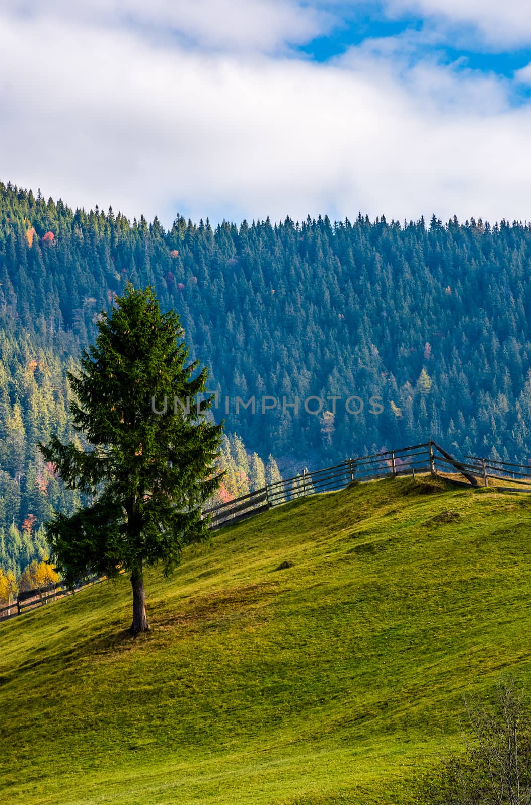 spruce tree on grassy hillside in autumn. lovely sunny afternoon in mountainous rural area