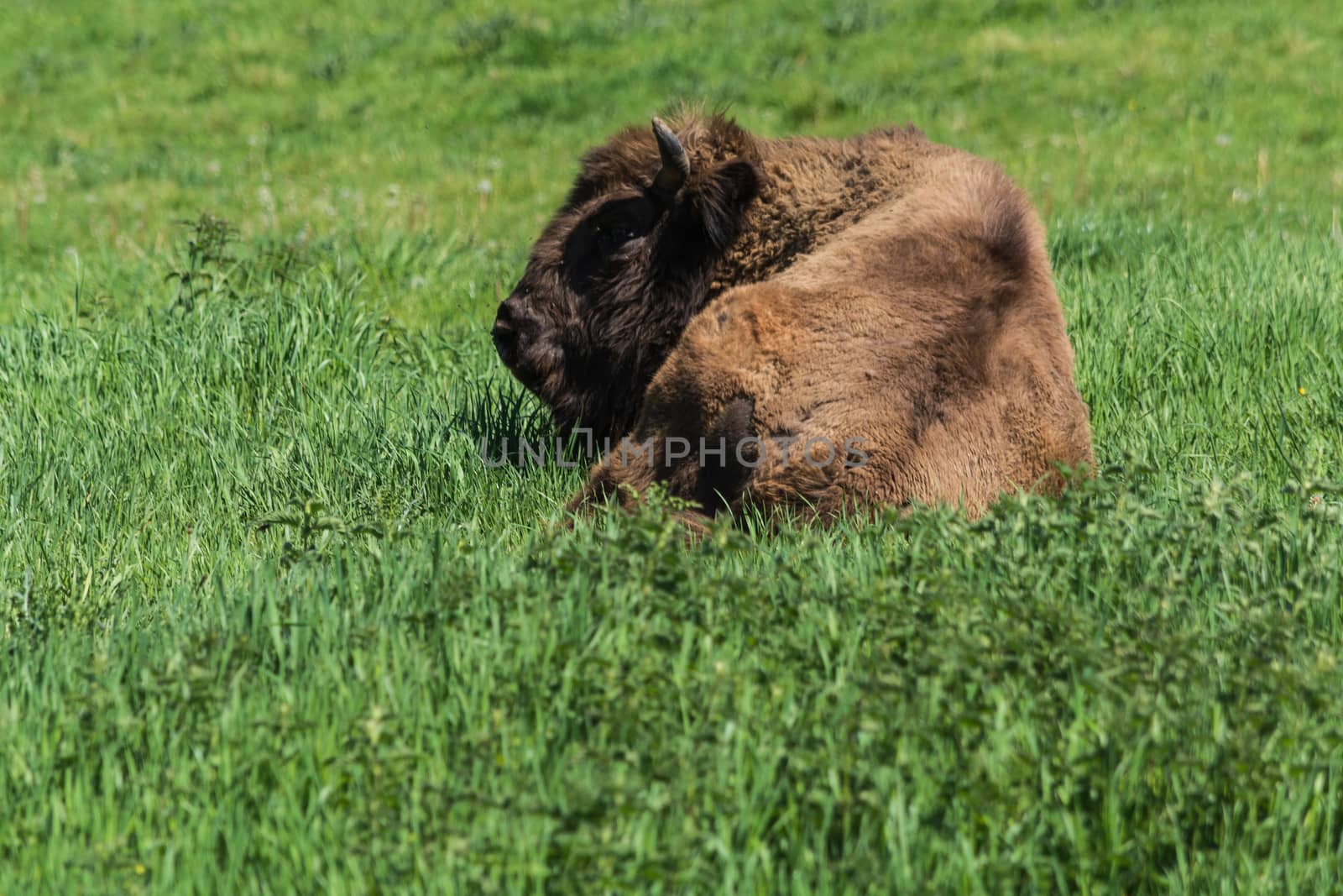 Bison in glacial wild reserve in the Neander Valley in a green meadow