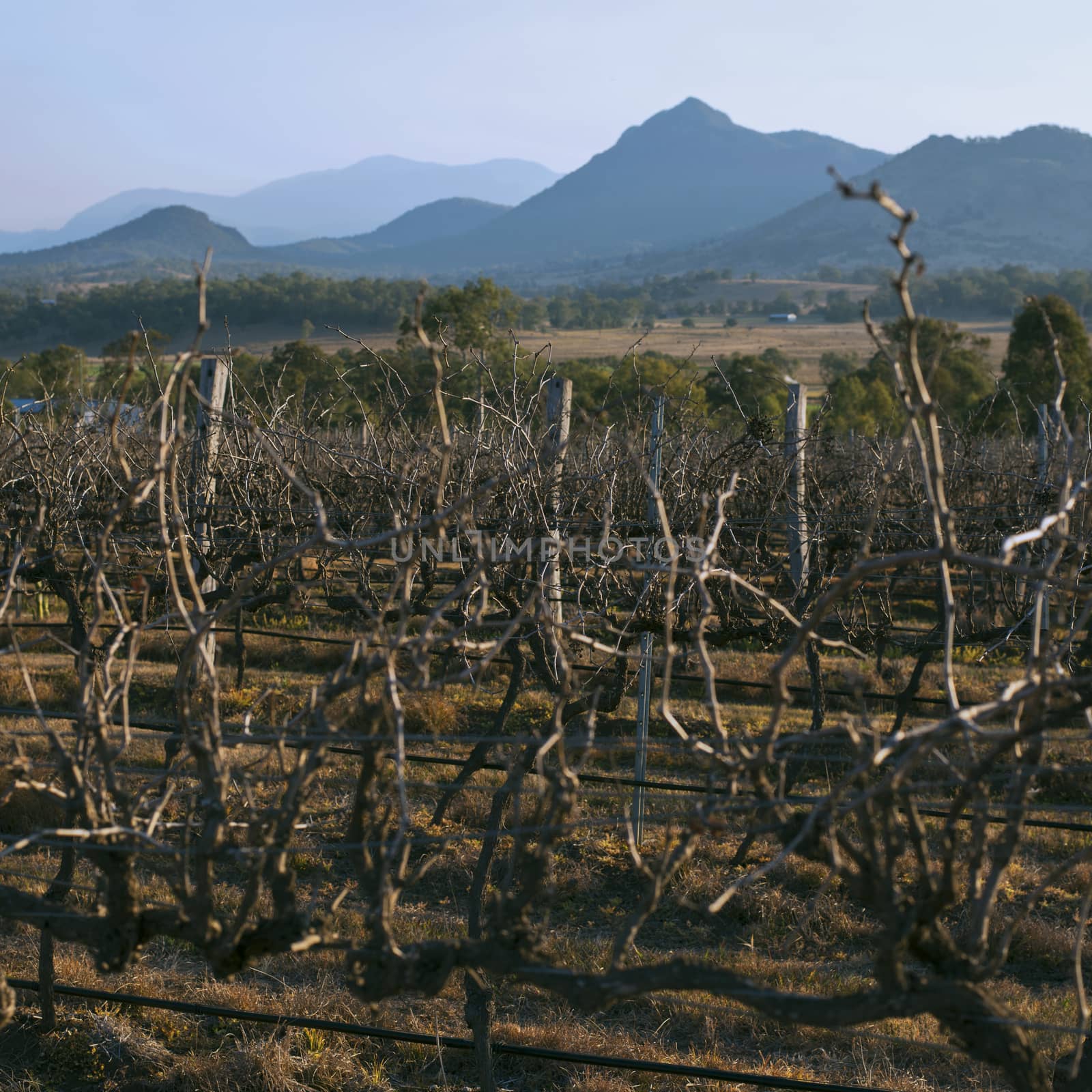 Vineyard in Mount Alford, Queensland by artistrobd