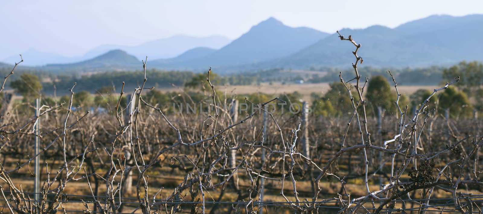 Vineyard in Mount Alford, Queensland in the afternoon.
