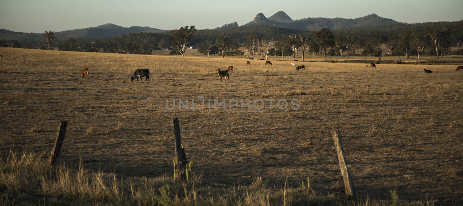 Cows in the countryside during the day. by artistrobd