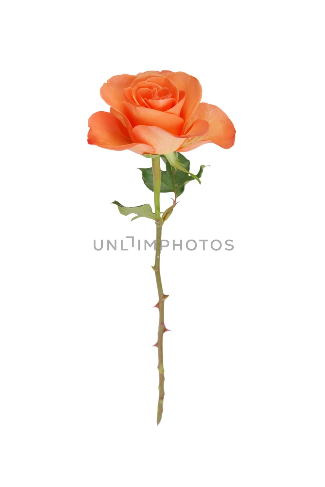 One orange rose isolated on white background