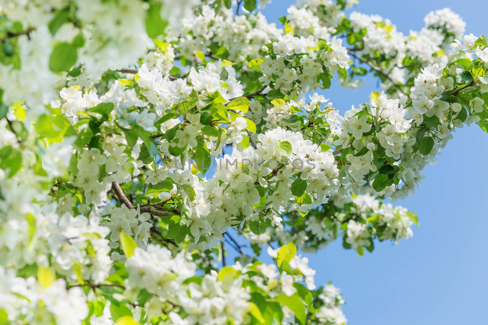 Lushly flowering apple tree branches covered with white flowers against a blue sky background