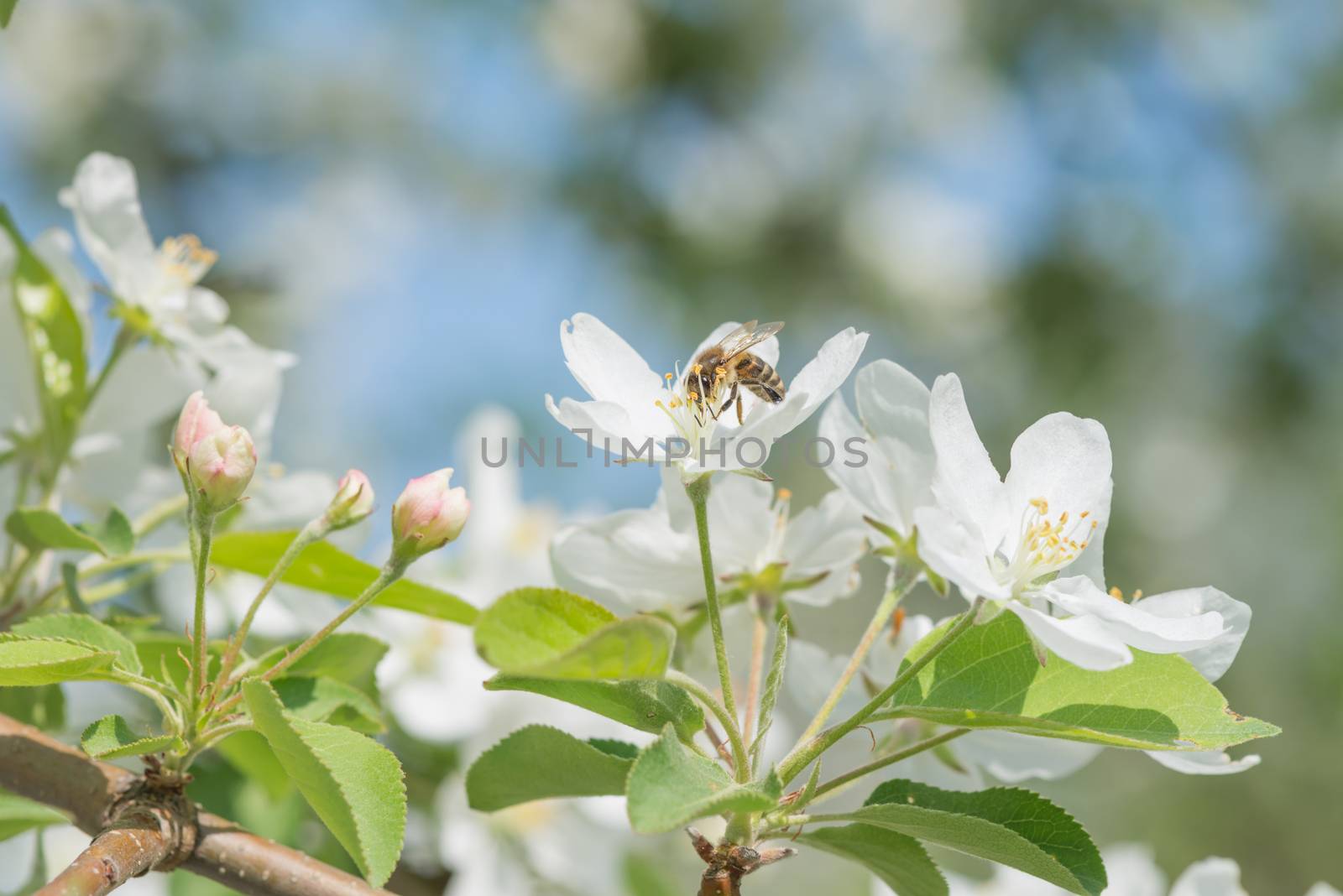 Bee melliferous collects nectar from a white flowers of apple tree in a spring garden close-up