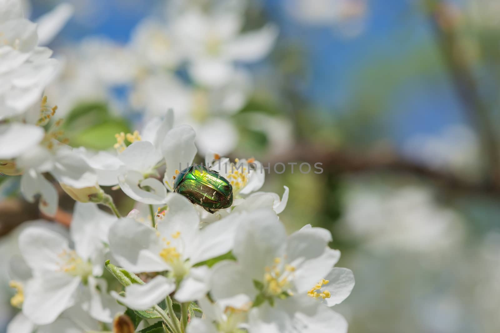 Green Rose chafer on a white apple flower close-up