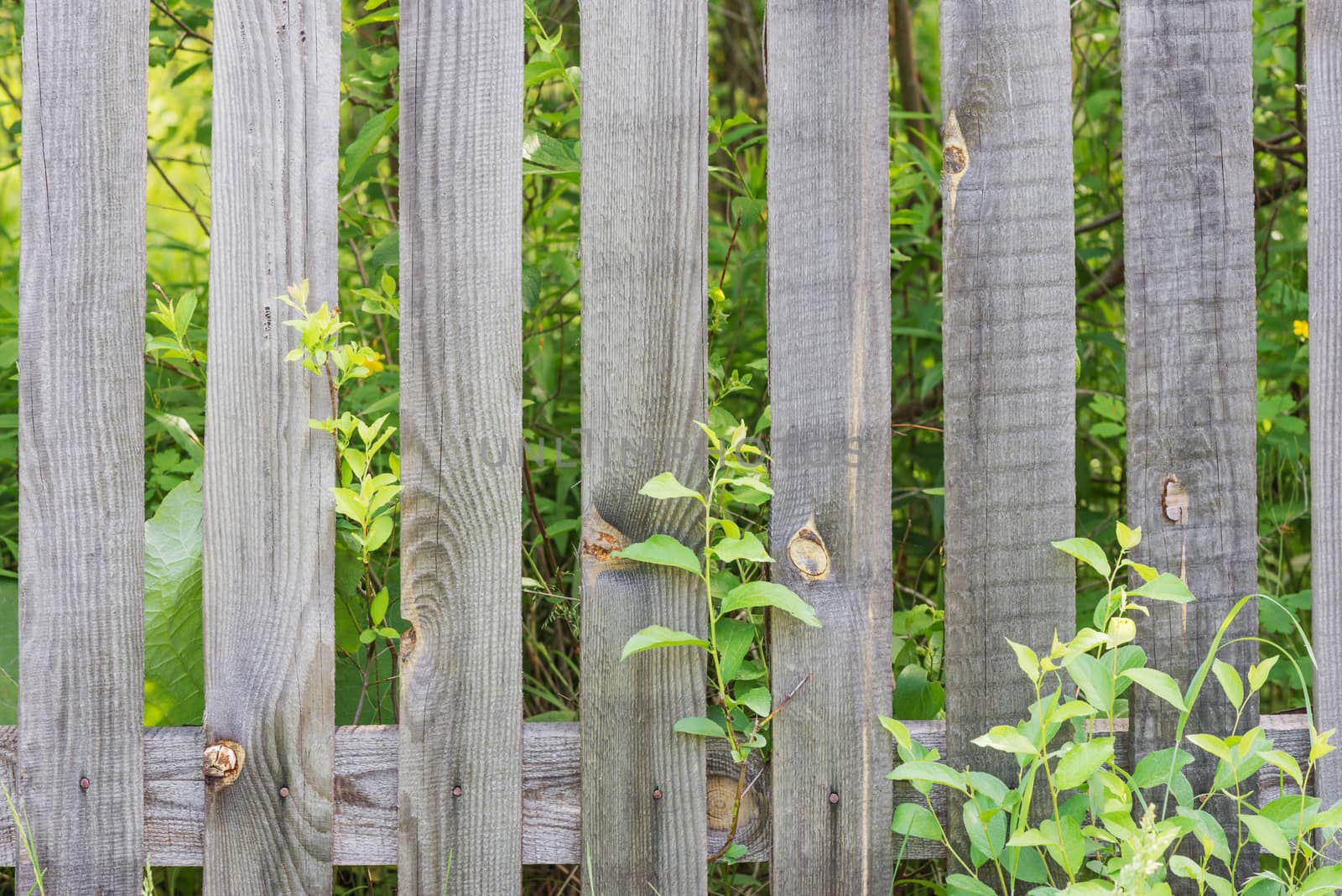 Old sparse fence of unpainted laths against the background of green plants