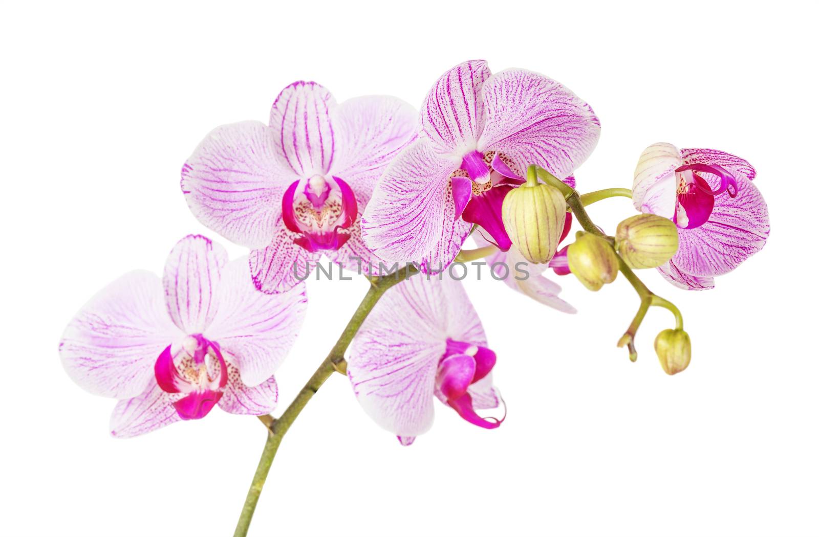 White and pink orchid on a white background by Epitavi