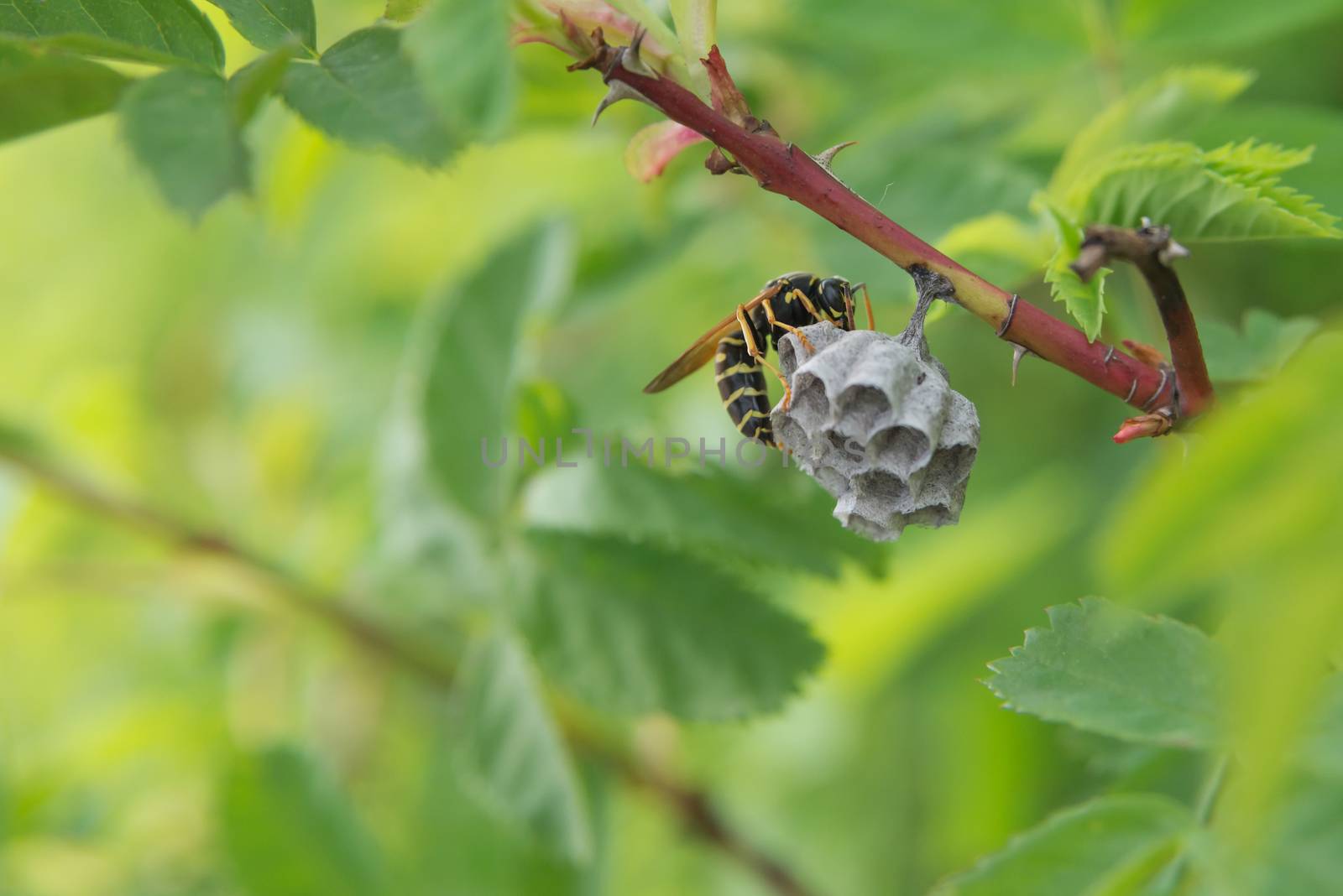 Striped wasp builds a nest on a branch in the wild nature on a green background