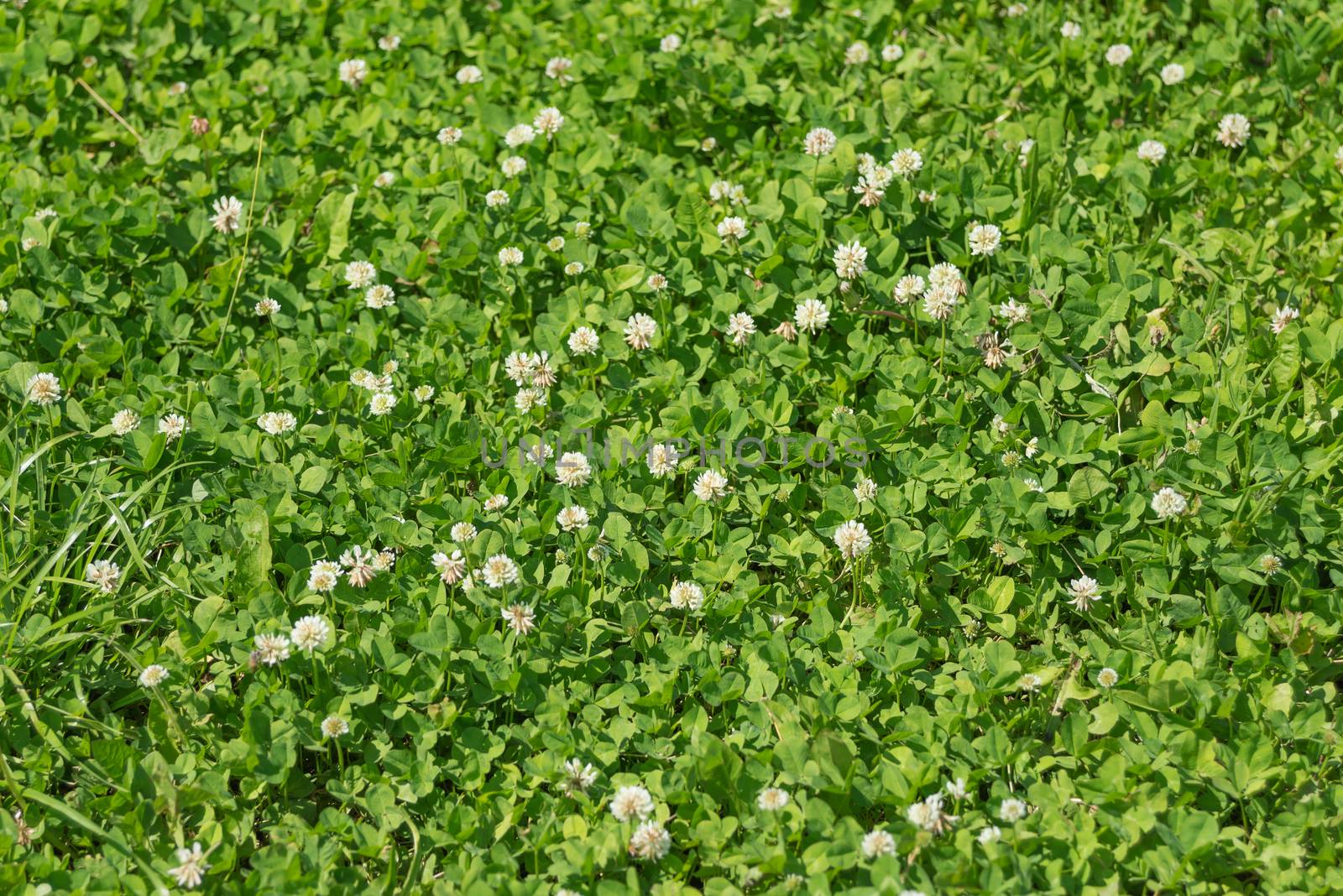 Green lawn with a lot of white clover flowers