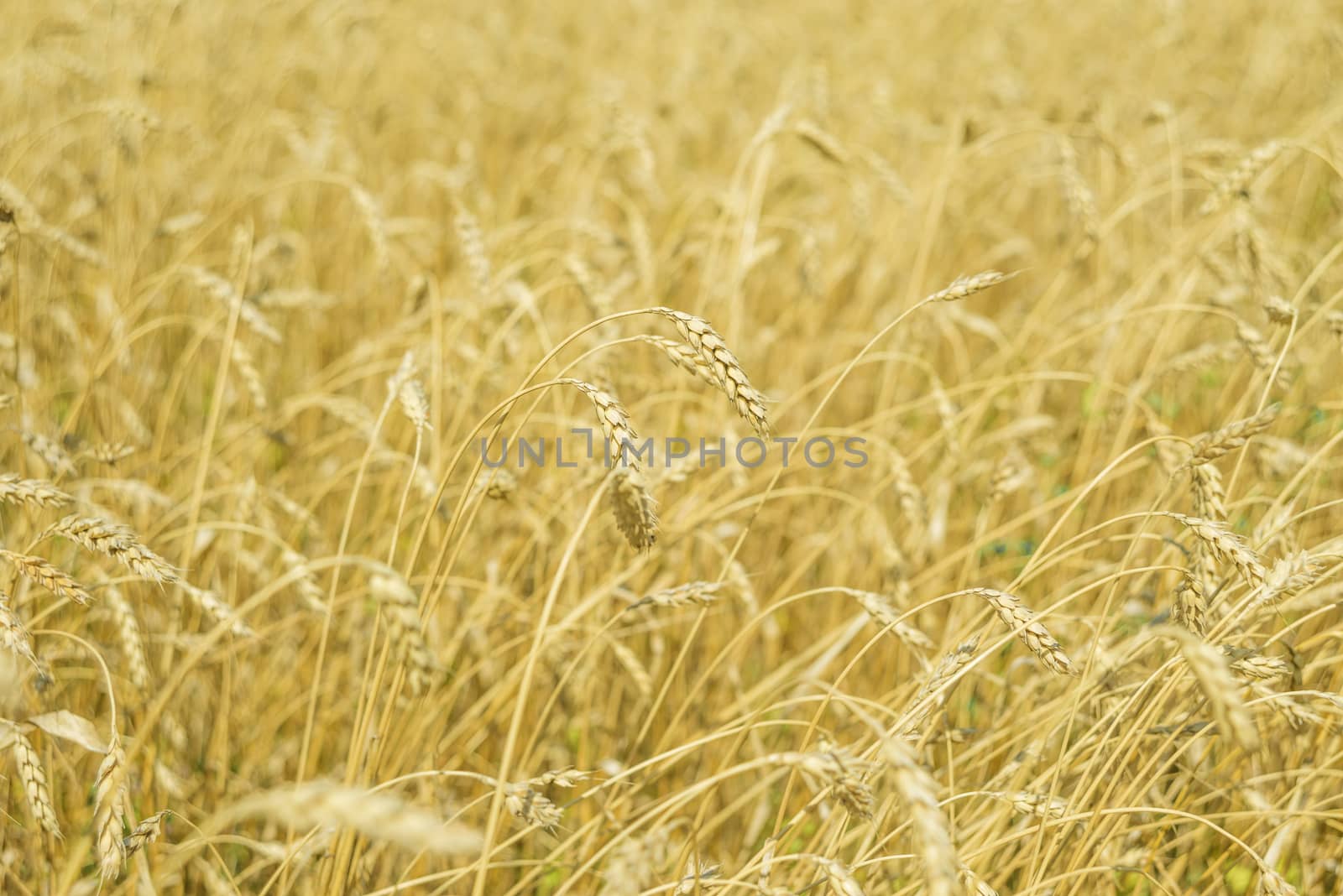 Field with a large golden ears of ripe wheat close-up