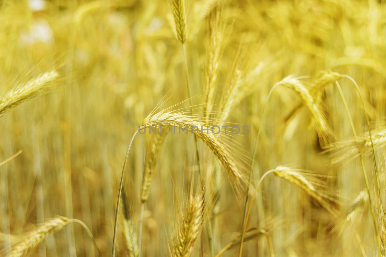 Field with a large golden ears of ripe wheat close-up