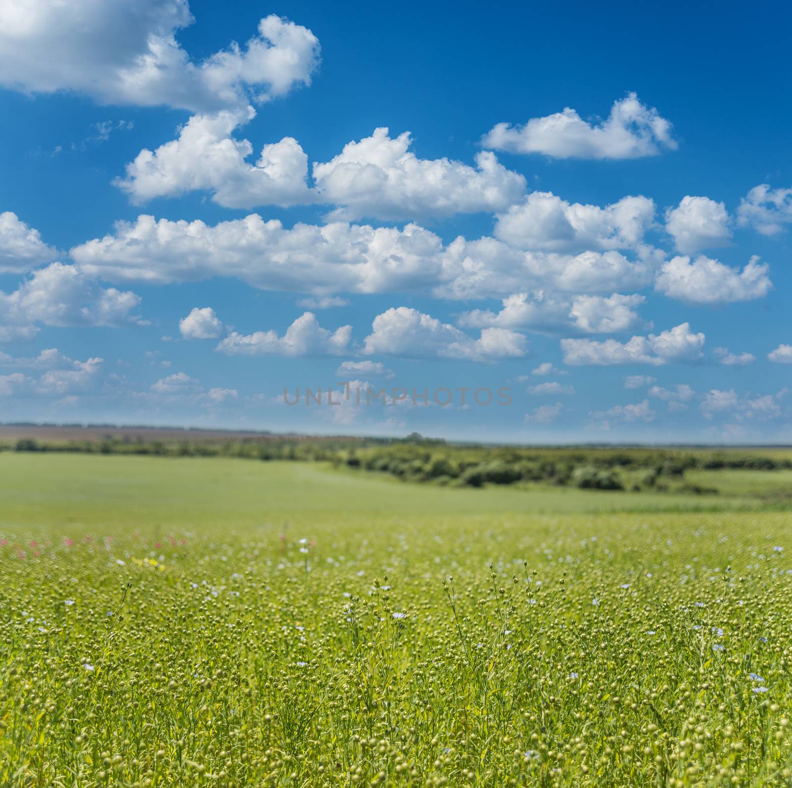 Beautiful rural landscape: vast blue field of blooming flax under the blue sky with white clouds