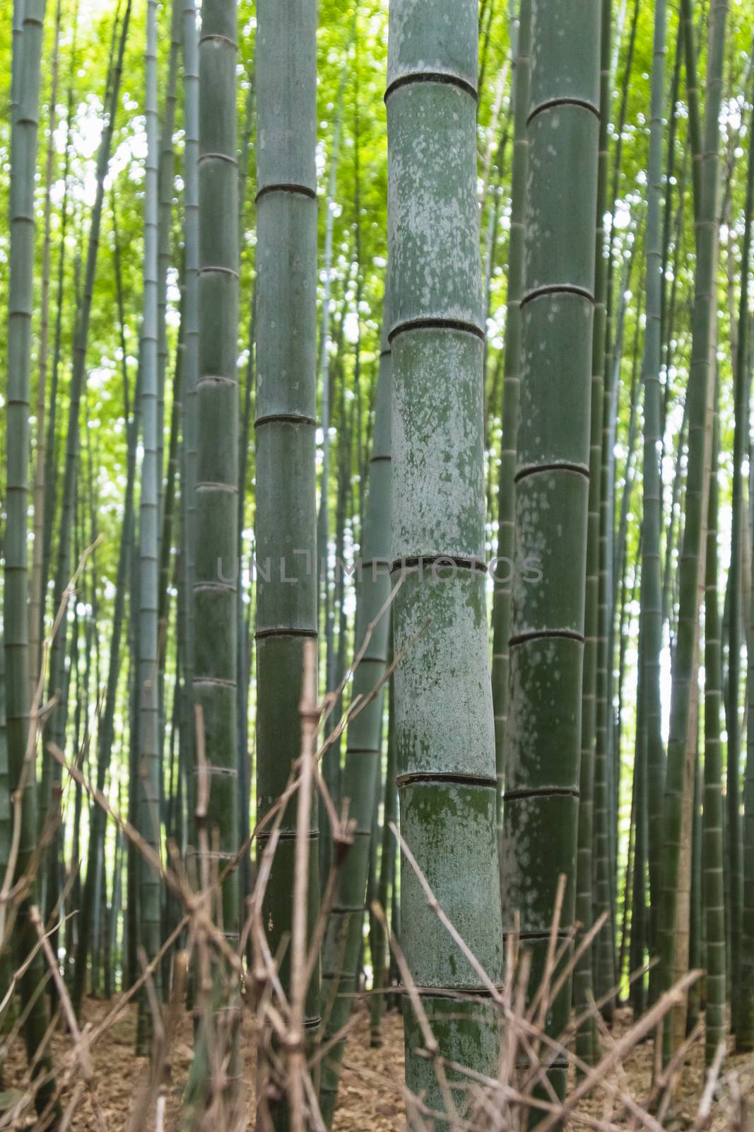 bamboo forest by luckyfim