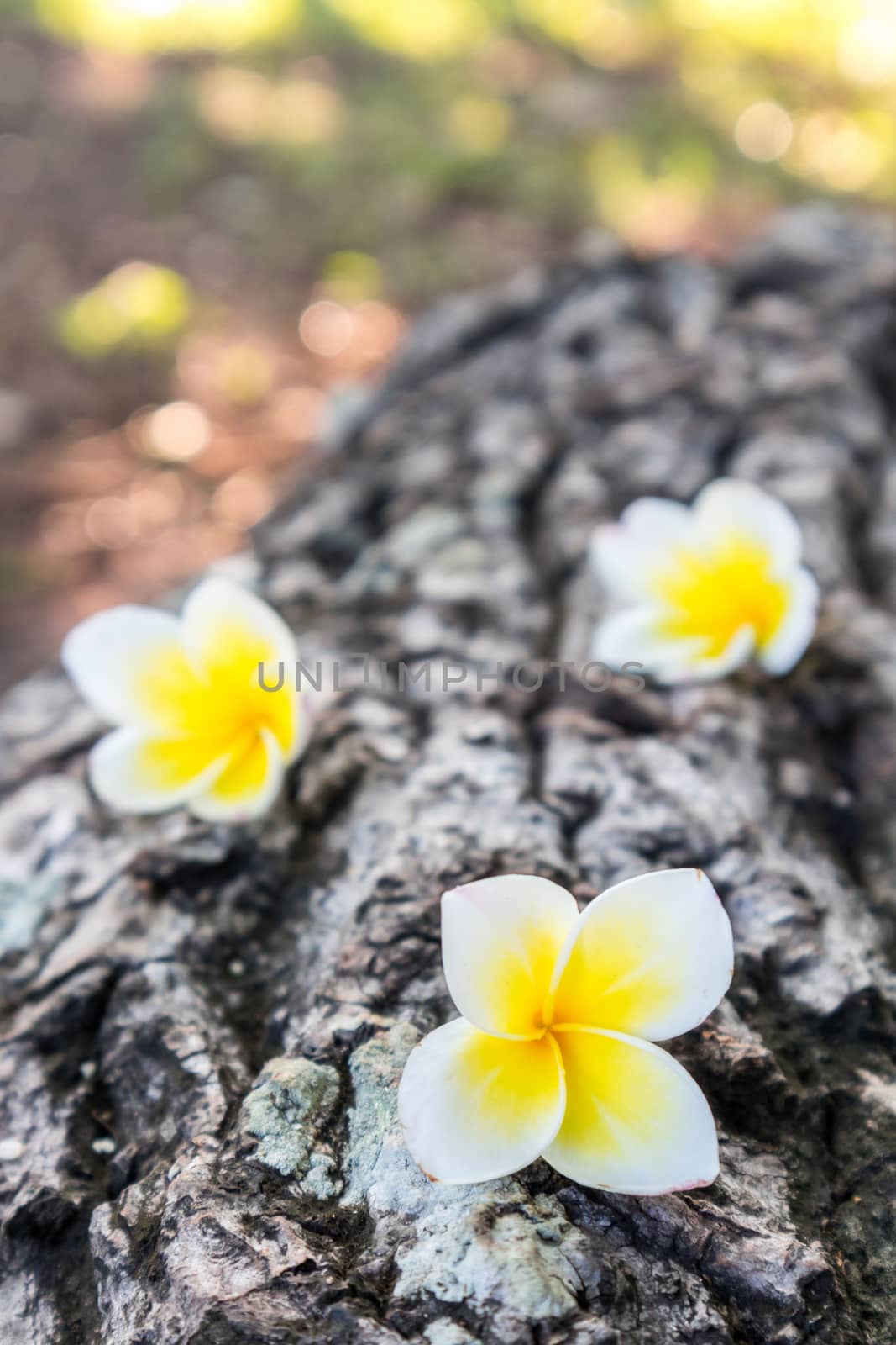 Plumeria on old wood background with sunlight at morning, selective focus