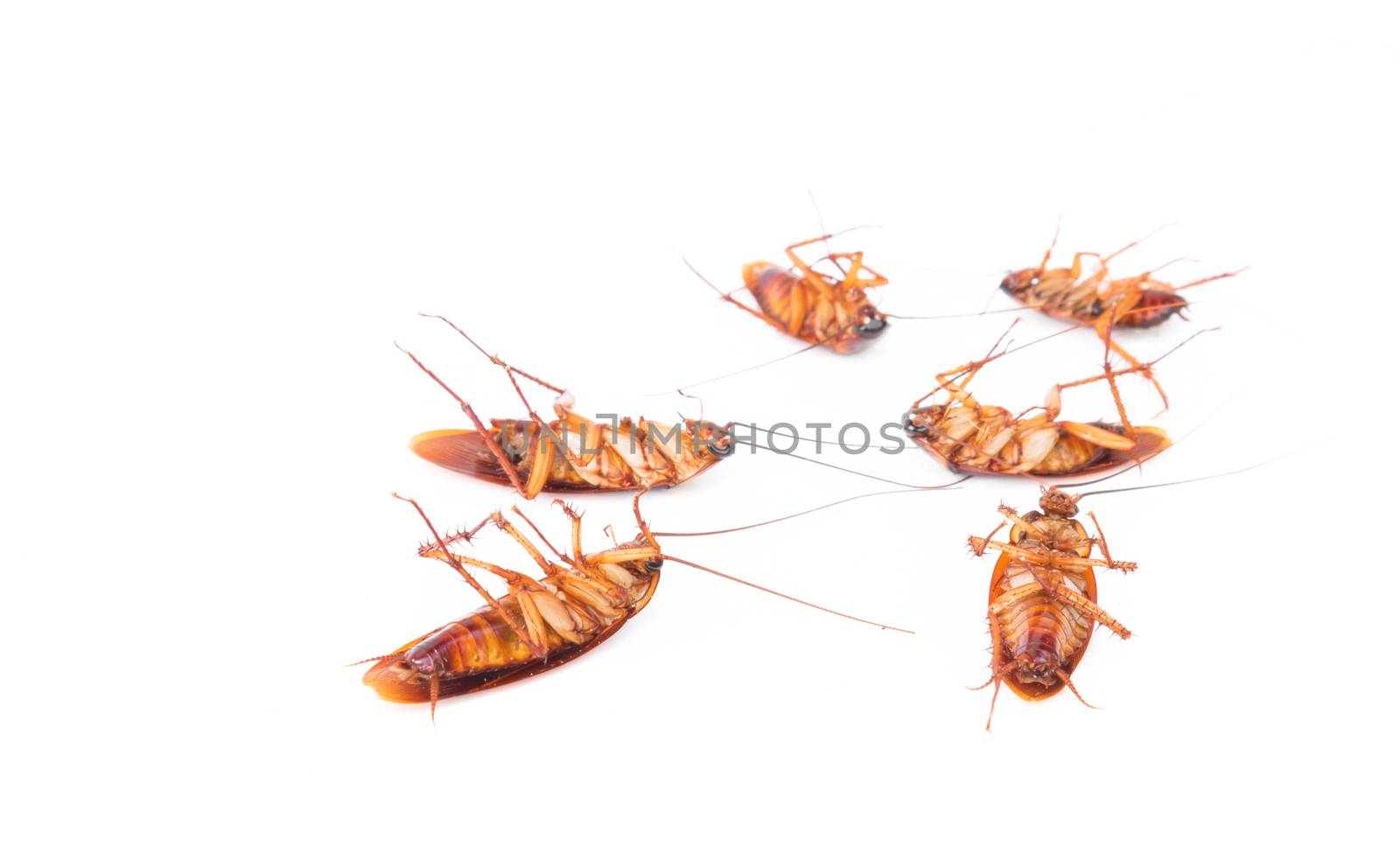 Closeup dead cockroach on white background