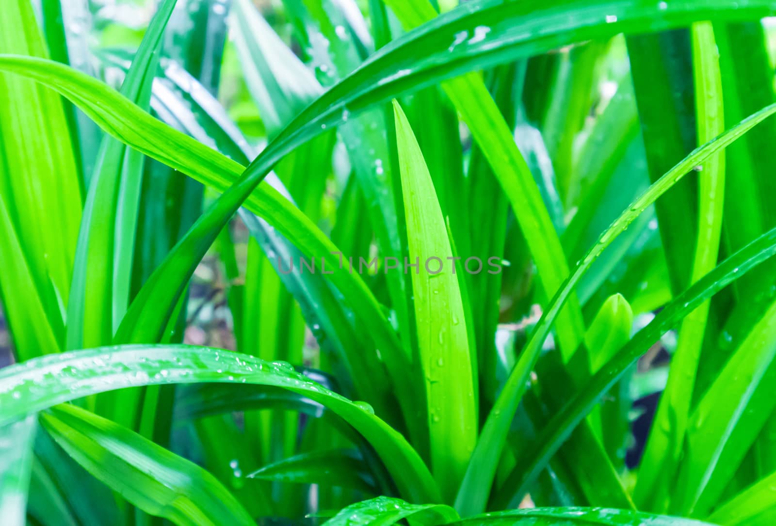 Closeup fresh pandan on nature