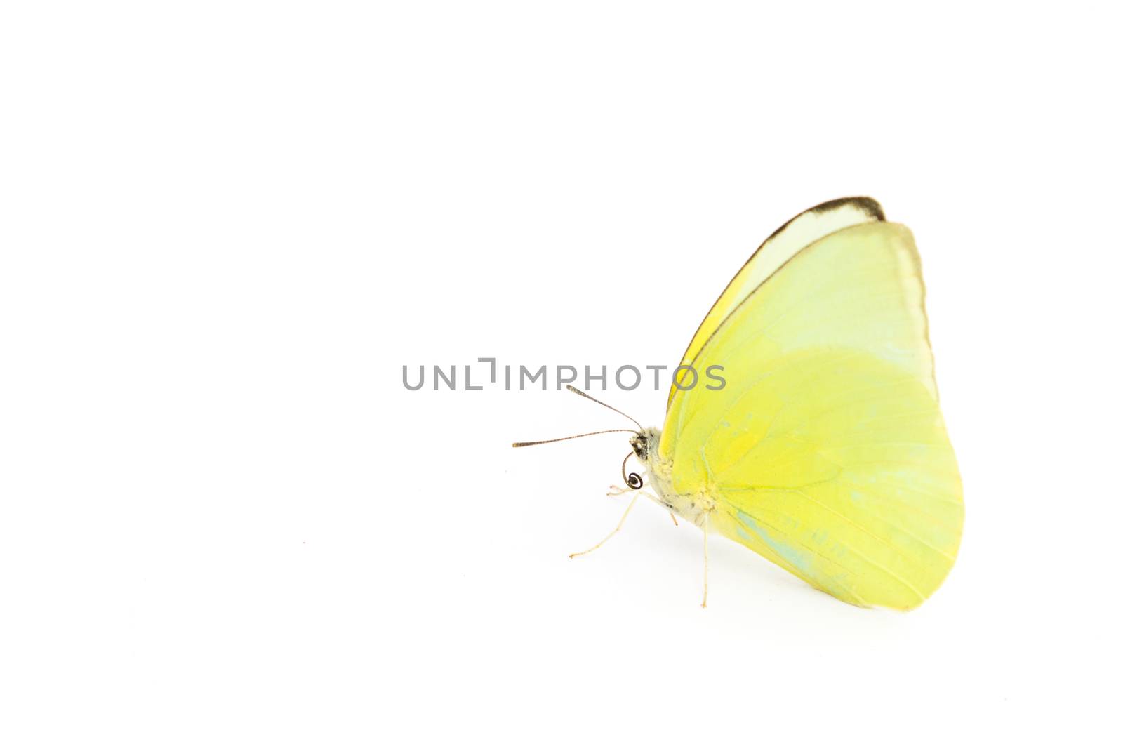 Butterfly yellow color on white background