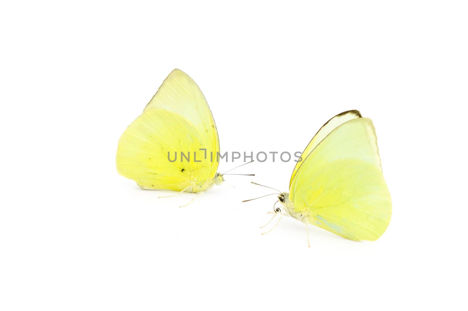 Butterfly yellow color on white background