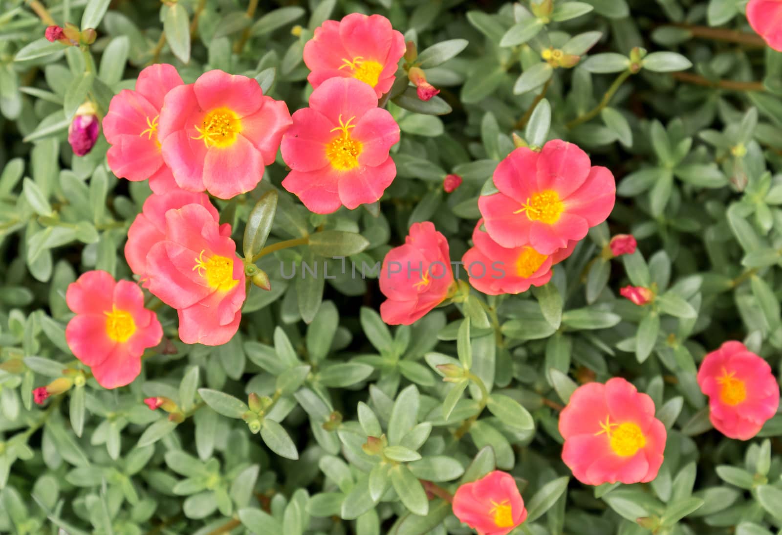 Common Purslane, Verdolaga, Pigweed, Little Hogweed, Pusley sweet pink flower