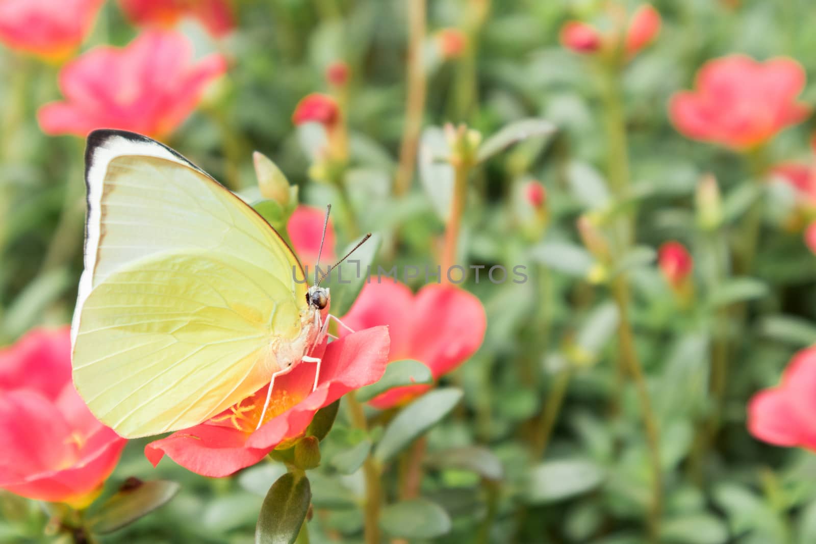 Butterfly yellow color on pink flower in the gardent