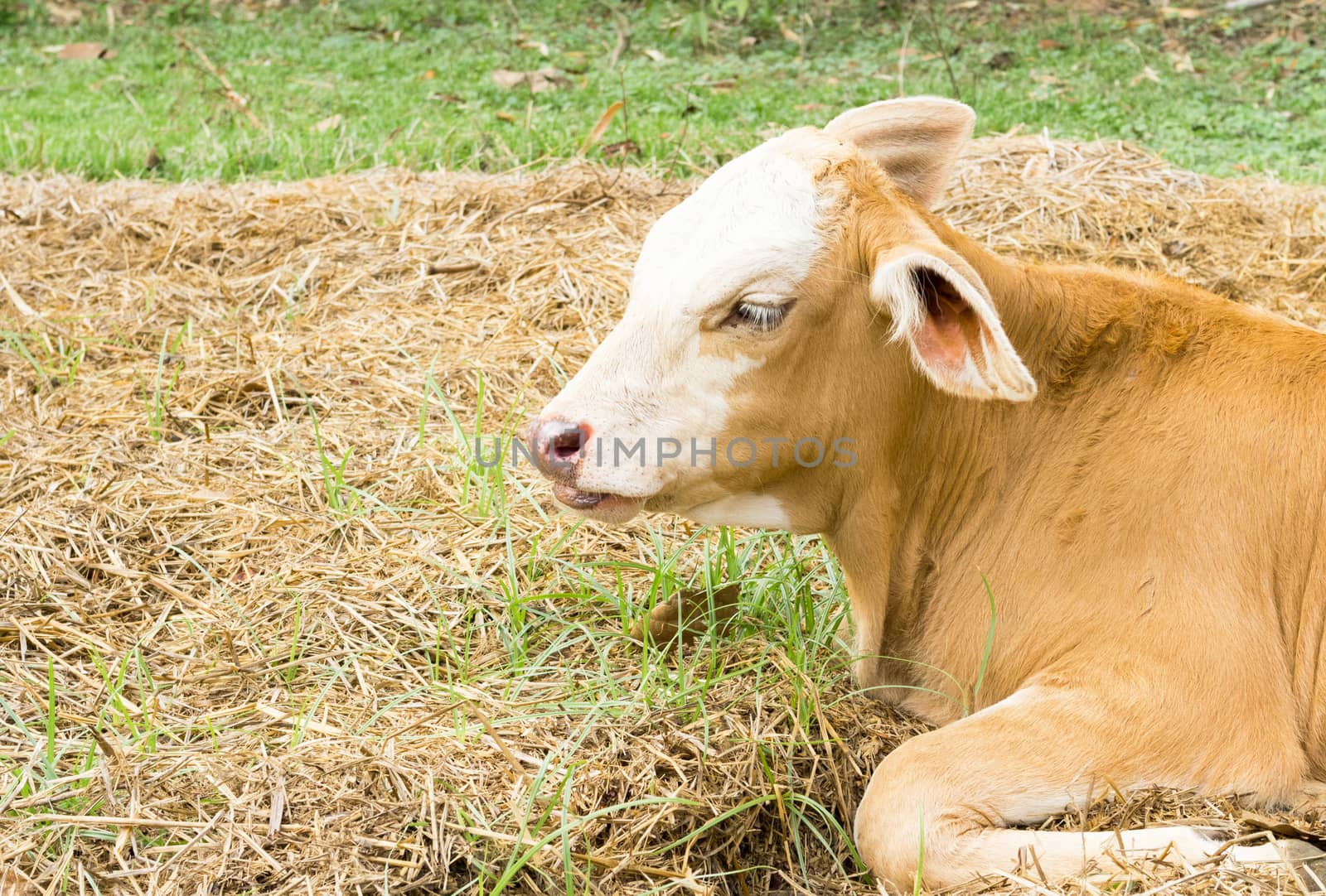 Closeup face young calf one week old, selective focus