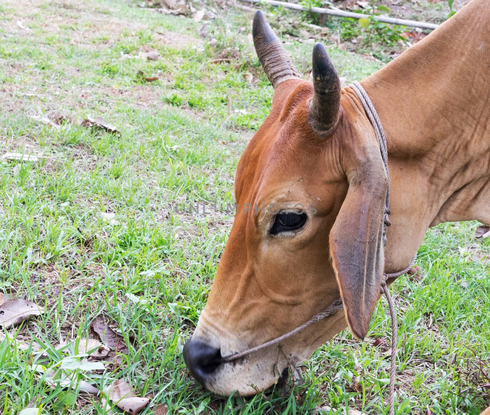 Cow eating grass