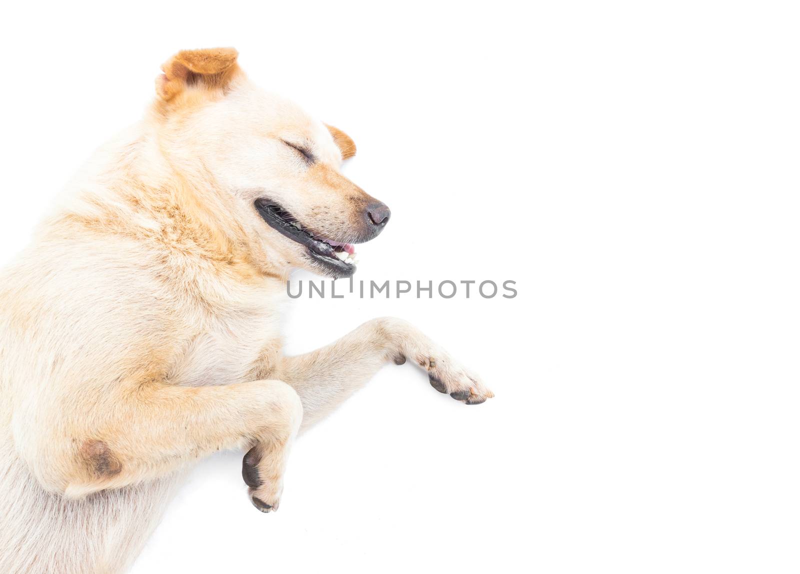 Dog happy sleeping on white background