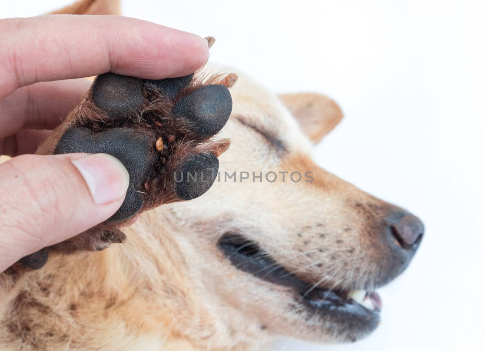 Closeup many ticks on foot dog, selective focus, pet healthy concept