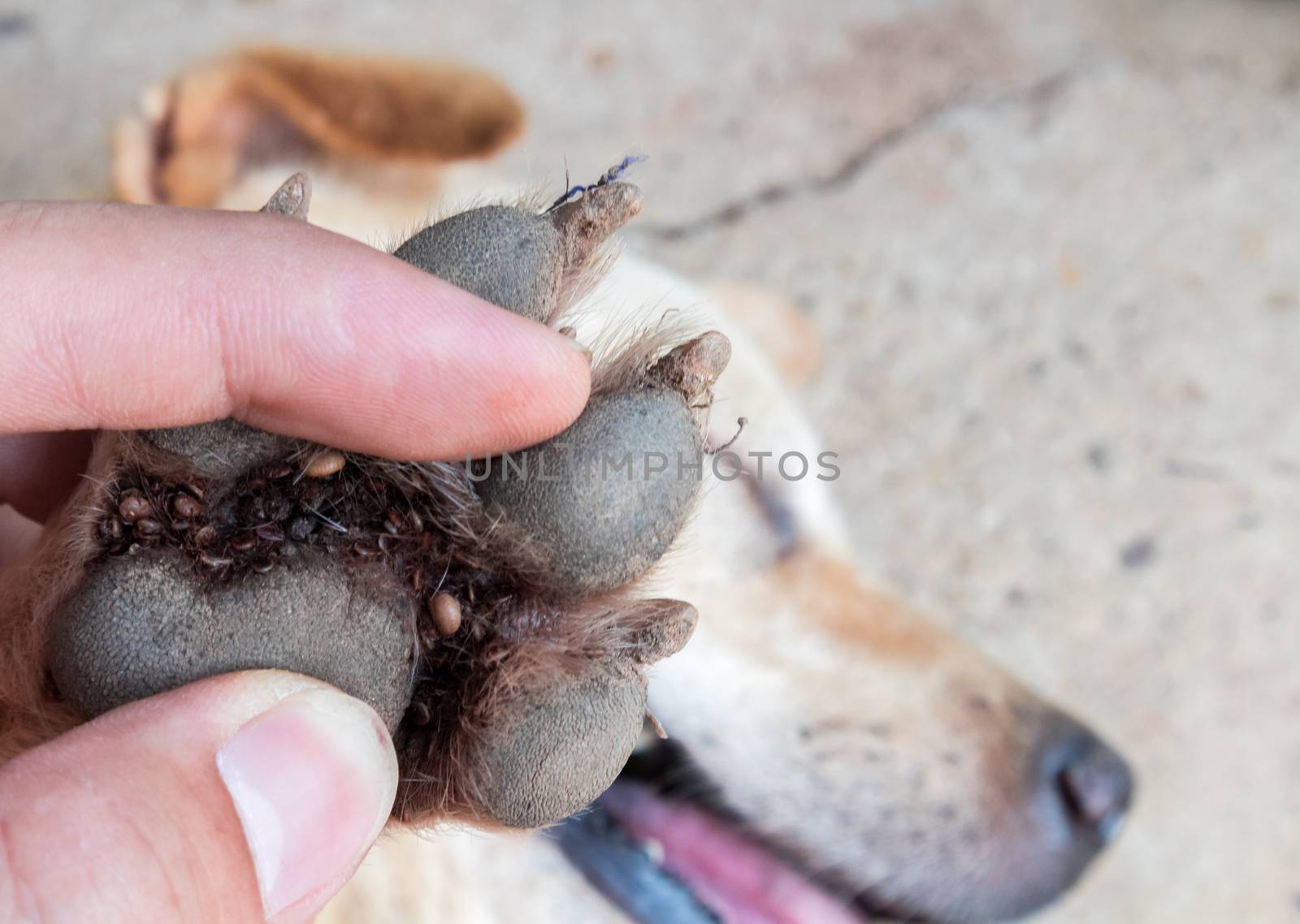 Closeup many ticks on foot dog, selective focus, pet healthy concept