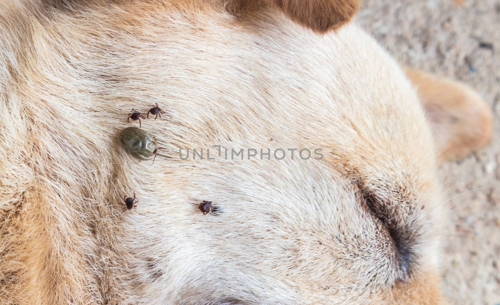 Closeup many ticks on face of dog, selective focus, pet healthy concept