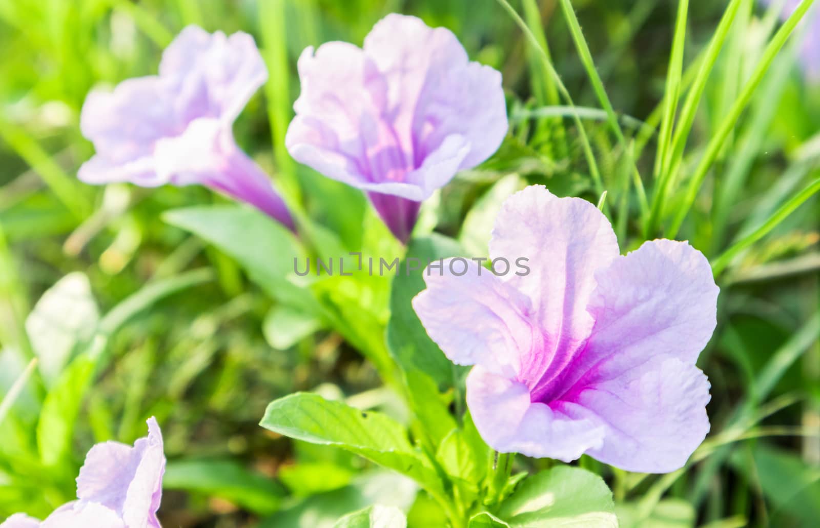 Flowers purple on green grass with morning light