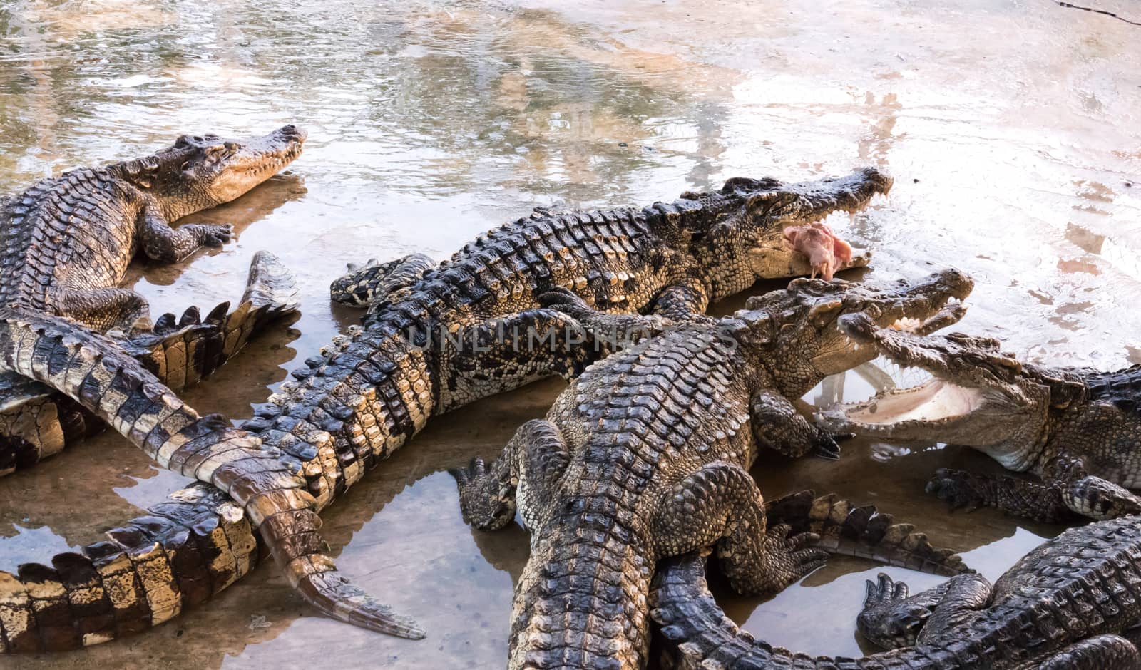 Crocodile from farm, waiting food feelling