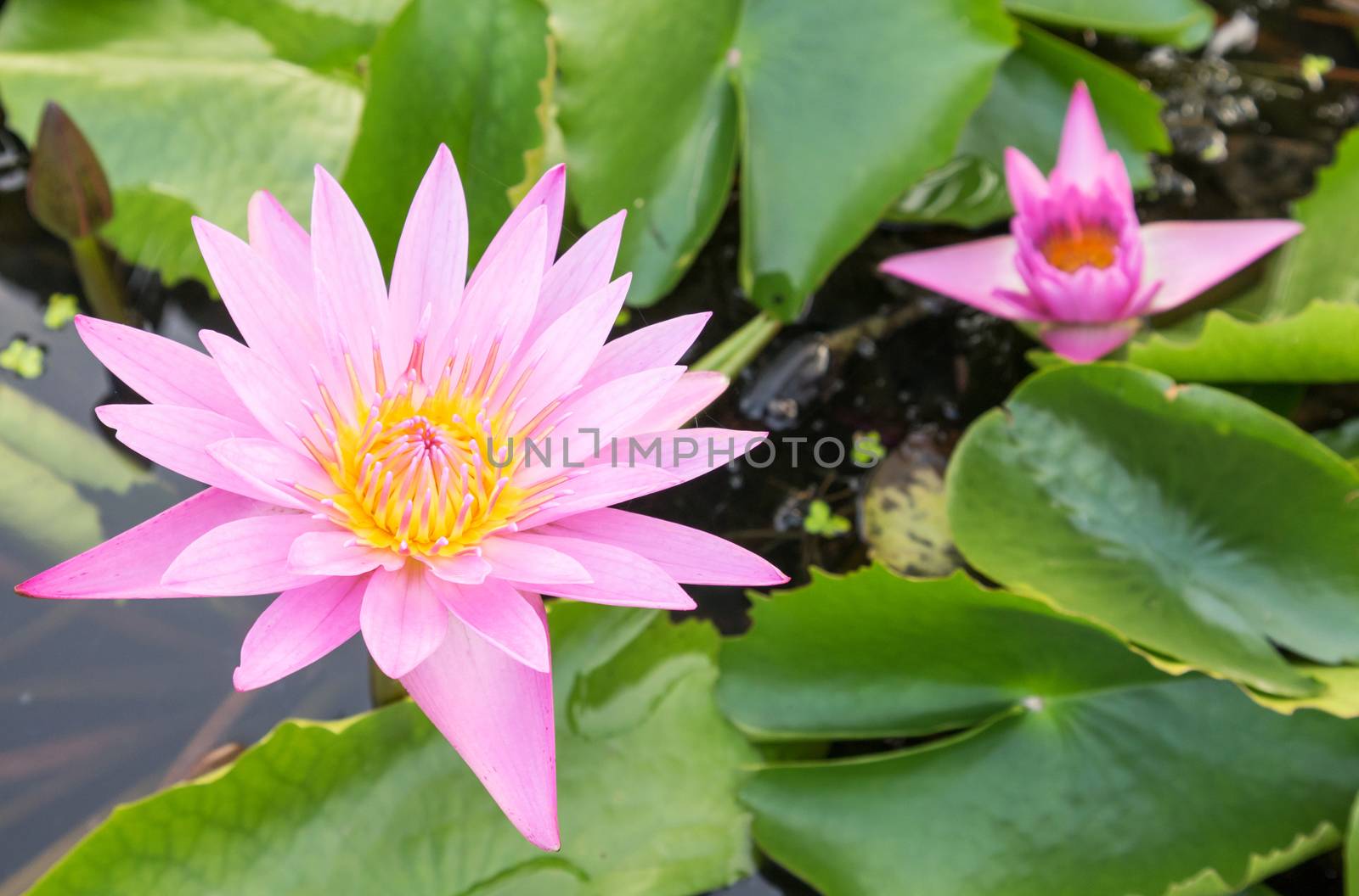 Pink color lotus flowers on the pond