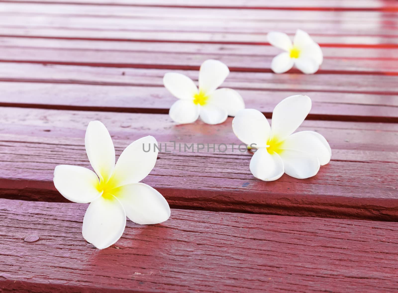 Frangipani Tropical flowers on red wood background